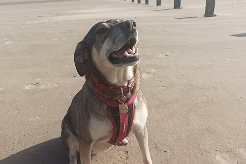 Happy dog on beach