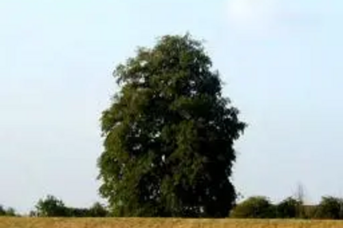 Turkey Oak on Cabbage Patch